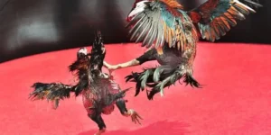 Bí Kíp Cách Chơi Đá Gà Sabong Tại Fastgame888 Siêu Chuẩn Ăn Tiền Thưởng